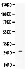 Anti-CNTF Antibody Picoband®