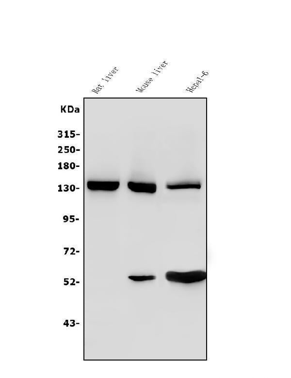 Anti-Ceruloplasmin/CP Antibody Picoband®