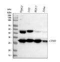 Anti-Cathepsin D/CTSD Antibody Picoband®