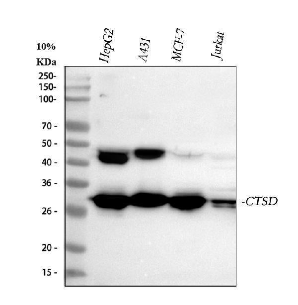 Anti-Cathepsin D/CTSD Antibody Picoband®