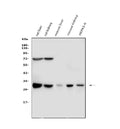 Anti-Cathepsin G/CTSG Antibody Picoband®