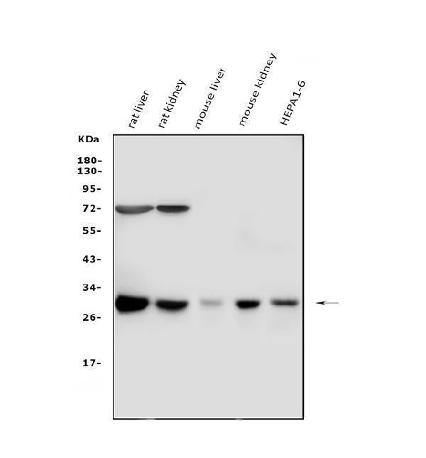 Anti-Cathepsin G/CTSG Antibody Picoband®