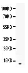 Anti-CXCL2 Antibody Picoband®