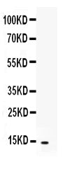 Anti-CXCL5 Antibody Picoband®