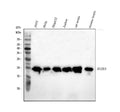 Anti-Smac/Diablo Antibody Picoband®