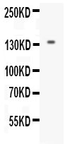 Anti-EGF Antibody Picoband®