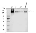 Anti-EGFR Antibody Picoband®