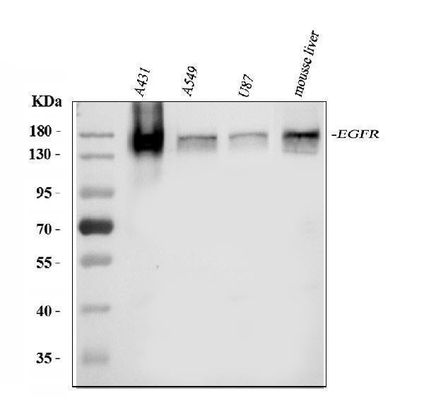 Anti-EGFR Antibody Picoband®