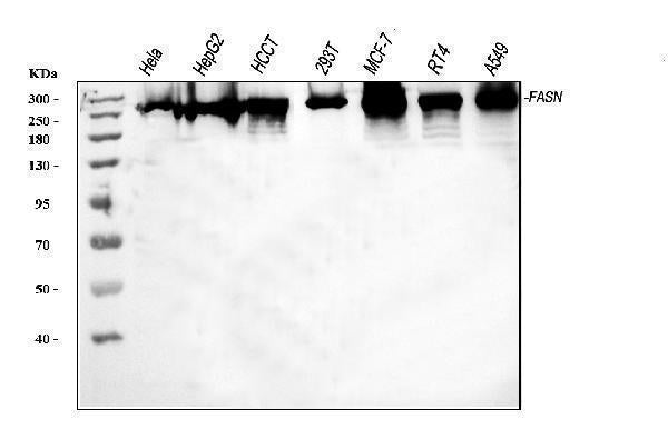 Anti-Fatty Acid Synthase/FASN Antibody Picoband®