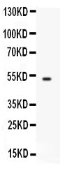 Anti-FCGRT Antibody Picoband®