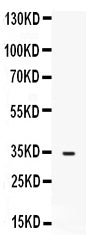 Anti-FGF23 Antibody Picoband®