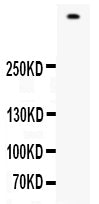 Anti-Filaggrin/FLG Antibody Picoband®