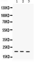 Anti-IL7 Antibody Picoband®