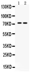 Anti-MDMX/MDM4 Antibody Picoband®