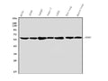 Anti-nmt55/p54nrb/NONO Antibody Picoband®
