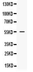 Anti-Nucleobindin 2/NUCB2 Antibody Picoband®