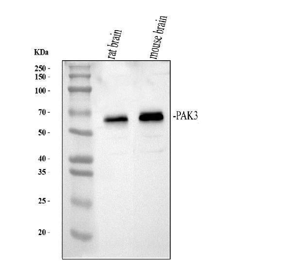 Anti-PAK3 Antibody Picoband®