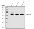 Anti-DARPP32/PPP1R1B Antibody Picoband®