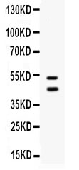 Anti-EPCR/CD201/PROCR Antibody Picoband®