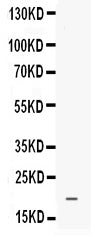 Anti-Prokineticin 1/PROK1 Antibody Picoband®