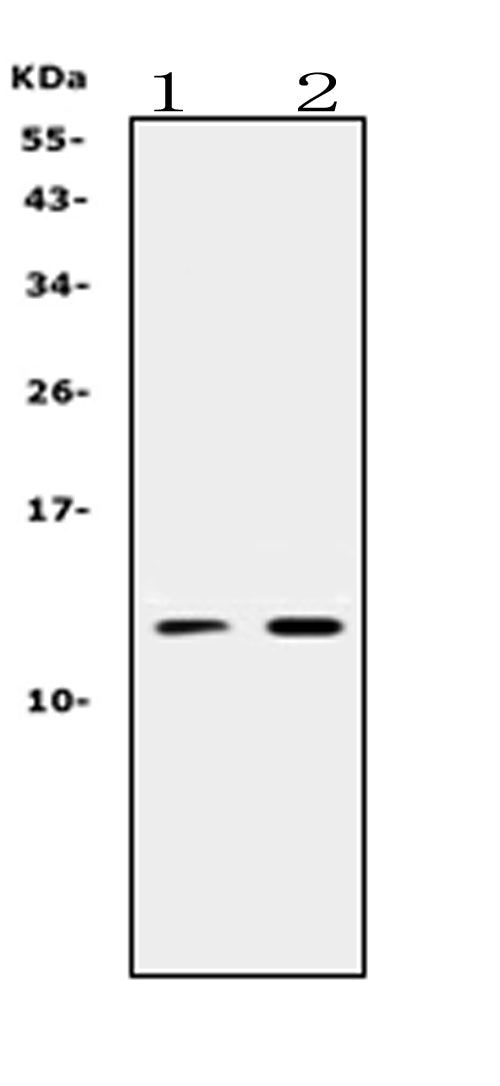 Anti-Prokineticin 1/PROK1 Antibody Picoband®