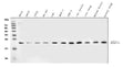 Anti-RAB7/RAB7A Antibody Picoband®