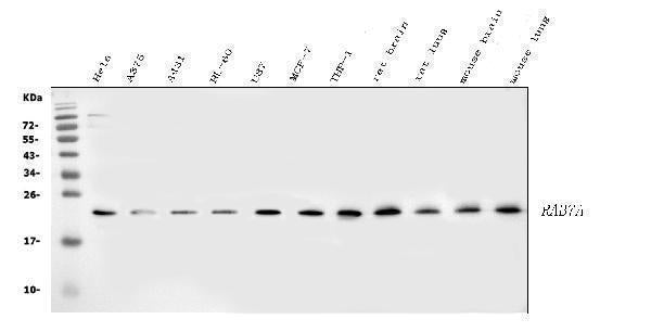 Anti-RAB7/RAB7A Antibody Picoband®