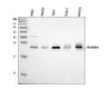 Anti-Rab9/RAB9A Antibody Picoband®