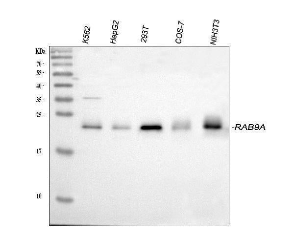 Anti-Rab9/RAB9A Antibody Picoband®