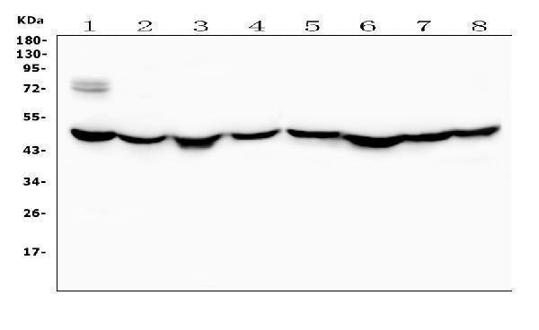 Anti-Ribonuclease Inhibitor/RNH1 Antibody Picoband®