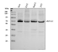 Anti-RPA70/RPA1 Antibody Picoband®