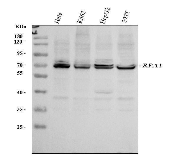 Anti-RPA70/RPA1 Antibody Picoband®