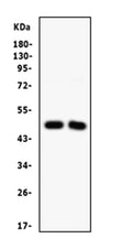 Anti-SFRP4 Antibody Picoband®
