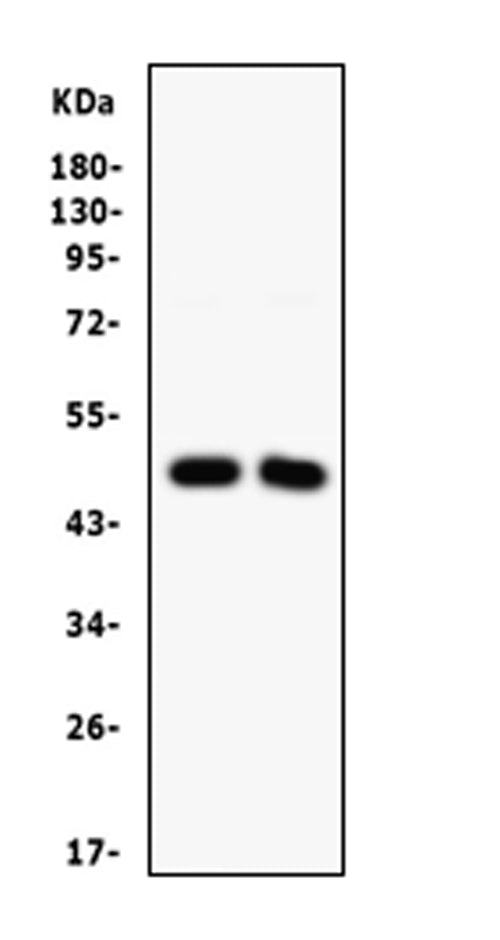 Anti-SFRP4 Antibody Picoband®