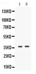 Anti-SIX1 Antibody Picoband®