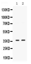 Anti-SIX1 Antibody Picoband®