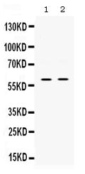 Anti-SKAP55/SKAP1 Antibody Picoband®