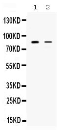 Anti-SMURF1 Antibody Picoband®