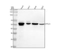 Anti-SPTLC1 Antibody Picoband®