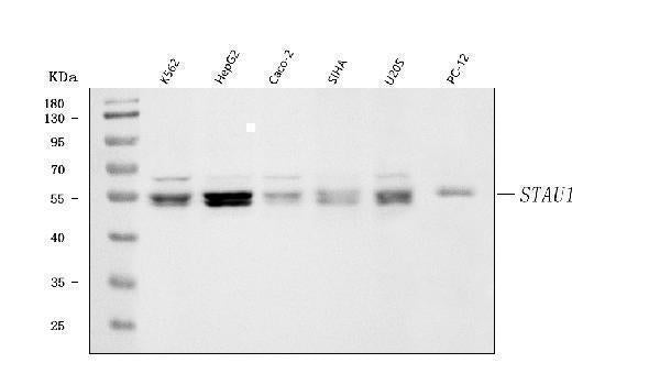 Anti-Staufen/STAU1 Antibody Picoband®