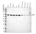 Anti-STIP1 Antibody Picoband®