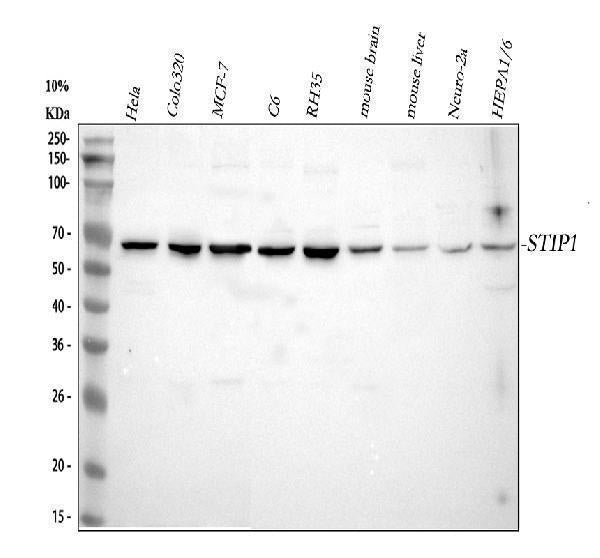 Anti-STIP1 Antibody Picoband®