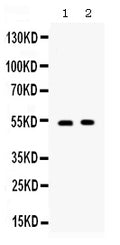 Anti-CD134/OX40/TNFRSF4 Antibody Picoband®