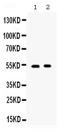 Anti-CD134/OX40/TNFRSF4 Antibody Picoband®