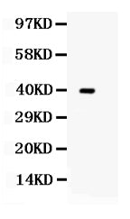 Anti-TRIB2 Antibody Picoband®