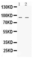 Anti-NIRF/UHRF2 Antibody Picoband®