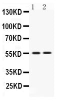 Anti-VRK1 Antibody Picoband®