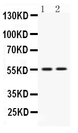 Anti-VRK1 Antibody Picoband®
