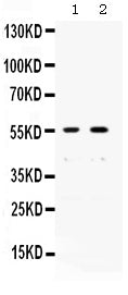 Anti-XRCC4 Antibody Picoband®