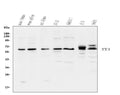 Anti-YY1 Antibody Picoband®